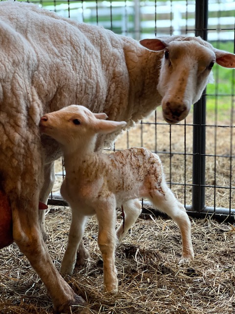 baby goat